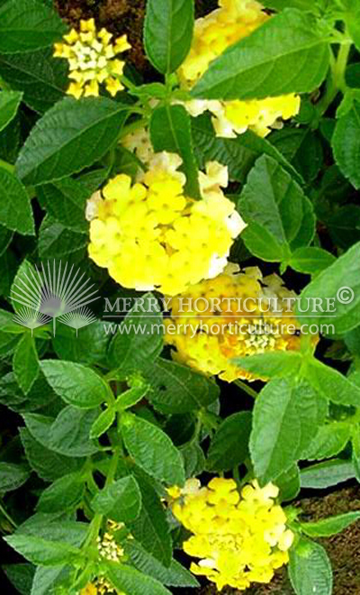 Lantana camara 'Sundancer'